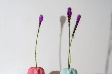 Liatris